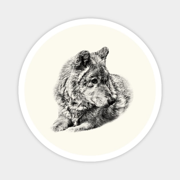 Wolf portrait Magnet by Guardi